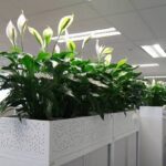 Thiết kế thi công trồng cây xanh cho công ty demo 7